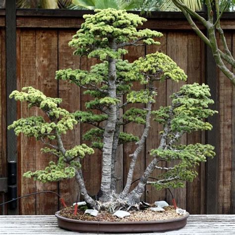 The Bonsai Blog: Bonsai Styles : The Basic Five Styles