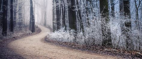 3440x1440 Scenic Winter, Forest, Path, Frost, Trees, Foggy, winter 3440x1440 HD wallpaper | Pxfuel