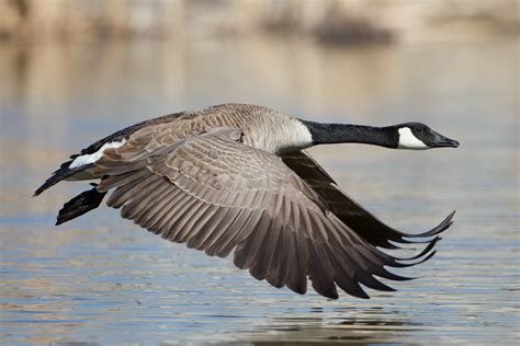 Coping With Canada Geese: Conflict Management And Damage, 45% OFF