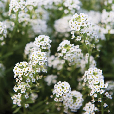 Sweet Alyssum - Flower Seed | Johnny's Selected Seeds