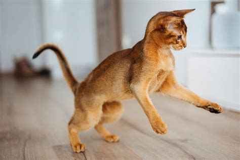 Abyssinian Cat | Great Pet Care