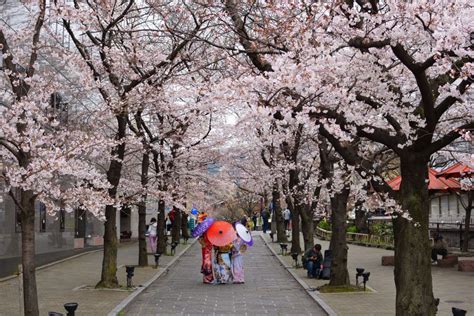 10 Tokyo Festivals and Events You Must Experience | Books and Bao