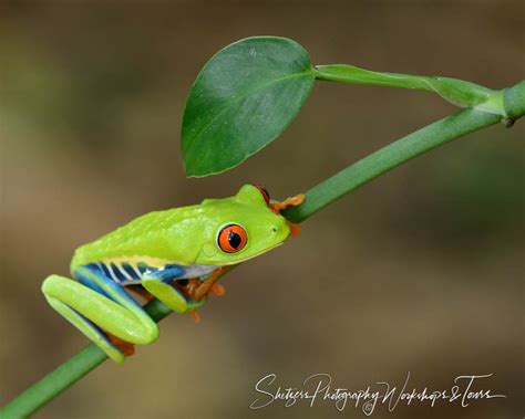 Nature picture of Red-eyed tree frog close up - Shetzers Photography