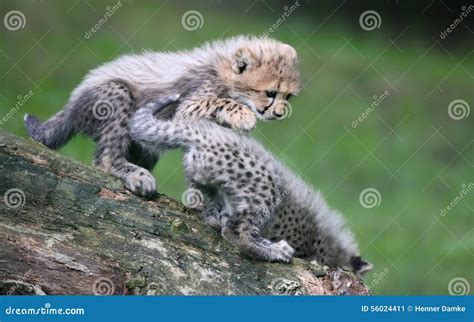 Playing Cheetah cubs 02 stock image. Image of little - 56024411