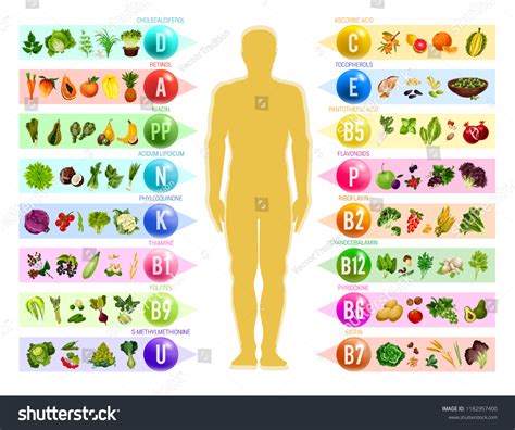 Vitamin Mineral Food Human Silhouette Chart Stock Vector (Royalty Free) 1182957400 | Shutterstock