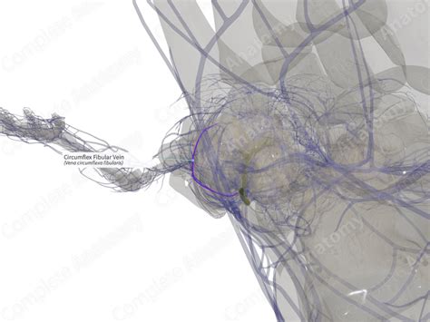 Circumflex Fibular Vein (Left) | Complete Anatomy