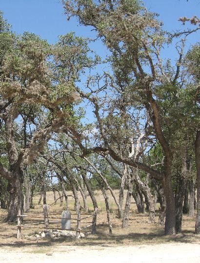 Bandera Tragedy Tree, Bandera Hanging Tree, Texas historic tree.