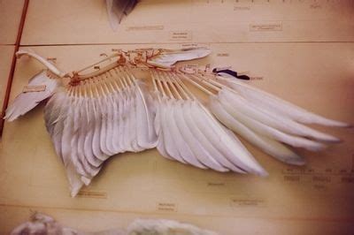 Skulls and Bones | Bird wings, Wings, Wing anatomy