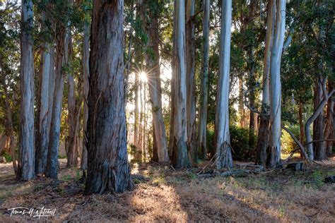 sunrise forest monterey ca photo art prints for sale | Tomas W Mitchell