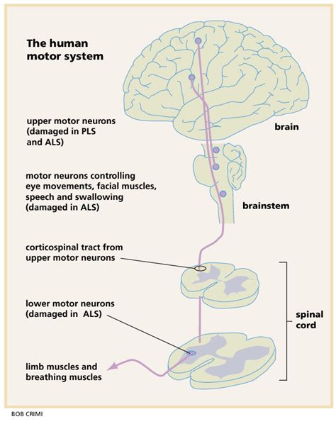 Upper Motor Neuron Pathway