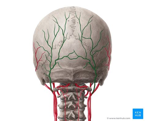 Occipital artery: Anatomy, branches, supply | Kenhub