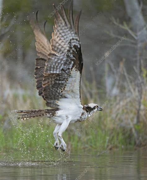 Osprey fishing - Stock Image - C055/5905 - Science Photo Library