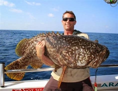 Big Fishes of the World: GROUPER GIANT (epinephelus lanceolatus)