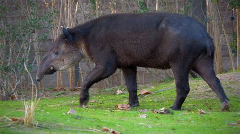 Definitive Guide To Baird's Tapir Facts, Habitat, Conservation Status ...