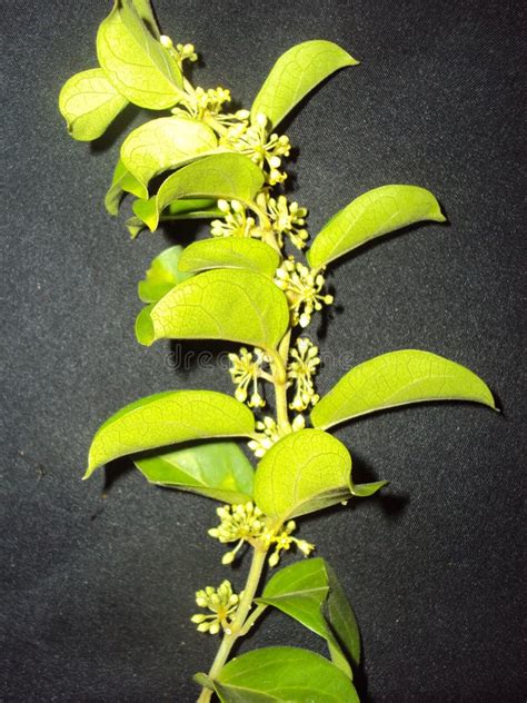 Gymnema Sylvestre Gudmar Flowering Twig Stock Photo - Image of climber ...