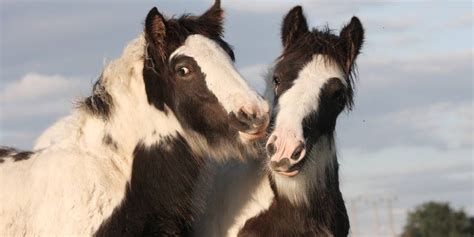 The Gypsy Vanner: Everything To Know About This Draft Breed – Insider Horse – Latest & Greatest ...