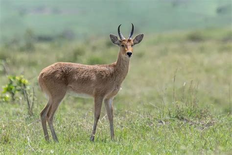 Reedbuck — Destination Uganda Travelers