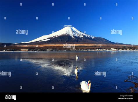 Mount Fuji reflected on Lake Yamanaka, Yamanashi Prefecture Stock Photo - Alamy