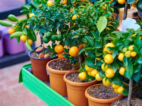 Dwarf Fruit Trees - A Planting Guide For Fruit Trees In Containers - Gardening Know How