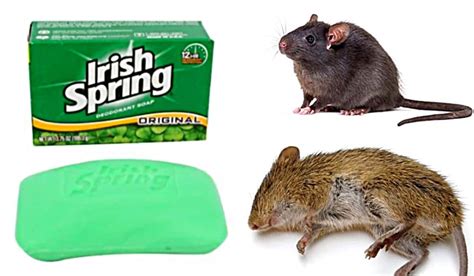 How To Get Rid of Mice and Rats With Irish Spring