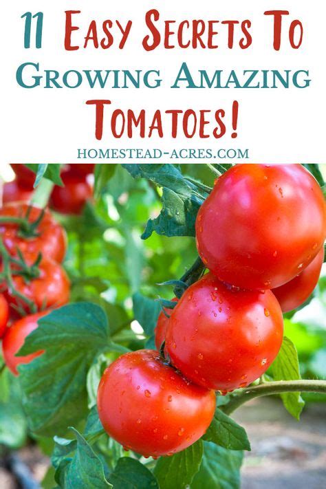 Top 10 tips for growing tomatoes ideas and inspiration