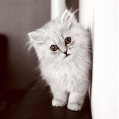 White Fluffy Cat Wallpapers - Wallpaper Cave