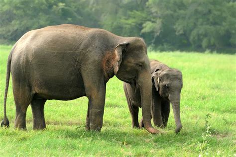 Development of Elephant Conservation Response Units, Myanmar – International Elephant Foundation