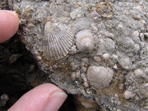 Barton on Sea fossil bivalves & gastropods – Discovering Fossils