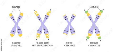 Telomeres and enzyme telomerase. Chromosome structure. Educational ...