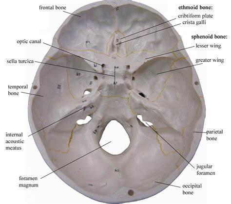 Superior Interior Skull Diagram | Quizlet