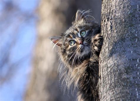 Cat Hiding Behind Tree Wallpaper,HD Animals Wallpapers,4k Wallpapers,Images,Backgrounds,Photos ...