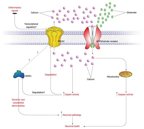 Role of plasma membrane calcium ATPase 2 in spinal cord pathology