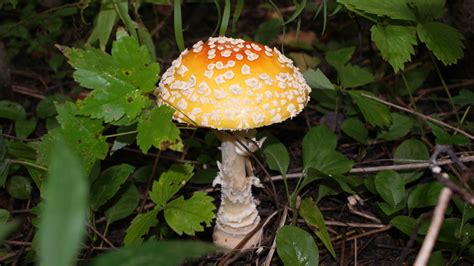 Amanita muscaria var. guessowii - Mushroom Hunting and Identification - Shroomery Message Board