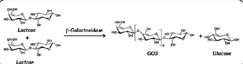 Production Of Galacto Oligosaccharides From Lactose The Enzyme | The Best Porn Website