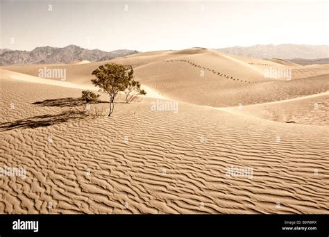 sand dunes in Death Valley Stock Photo - Alamy