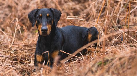 Doberman Rottweiler Mix (Rotterman) Dog Breed Facts - Pet Haver