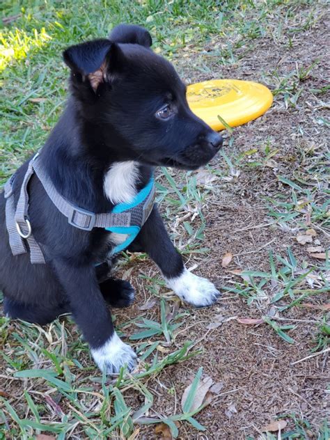 Australian Red Heeler Puppies For Sale | Orlando, FL #347226