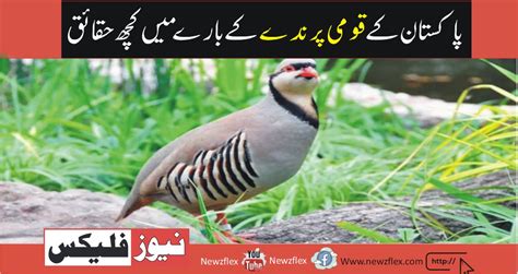 Chukar -Some facts about National Bird of Pakistan - NewzFlex