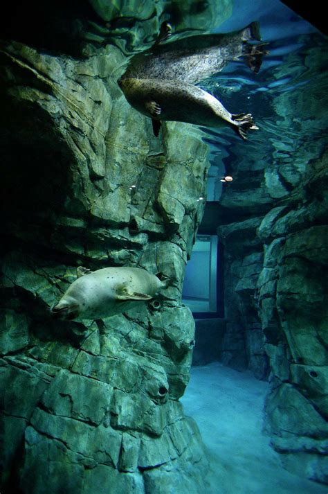 Norwalk's Maritime Aquarium debuts its largest-ever seal exhibit