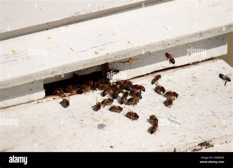 Honey Bee Hive Stock Photo - Alamy