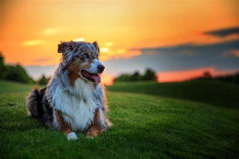 Chien Fond d'écran HD | Arrière-Plan | 2048x1365 | ID:511967 ...