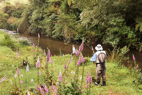 Rotorua Now - Streams open for fishing today - Rotorua's News First