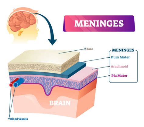 Meninges Stock Photos, Pictures & Royalty-Free Images - iStock