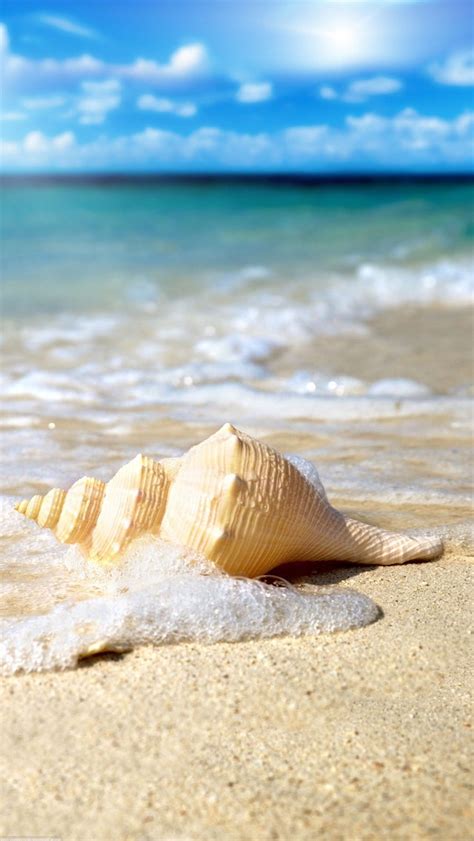 🔥 [40+] Shells on the Beach Wallpapers | WallpaperSafari