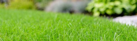 Lawn Care - Green Lawn : Green Lawn