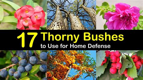 17 Thorny Bushes to Use for Home Defense