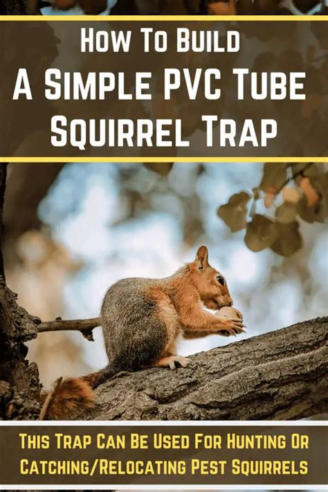 How To Build A Simple PVC Tube Homemade Squirrel Trap