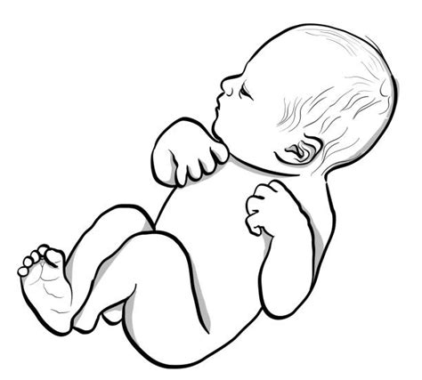 Fetal Position Drawing Illustrations, Royalty-Free Vector Graphics & Clip Art - iStock