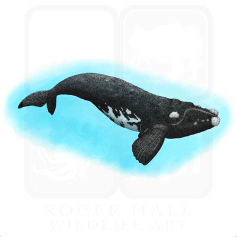 Southern Right Whale - Signed Fine Art Print