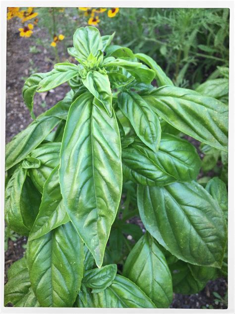 Herbs – Basil – Tacky Farmer Girl